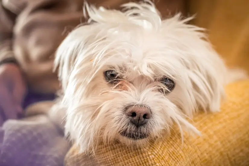 Maltese Terrier Mama Seçimi İpuçları